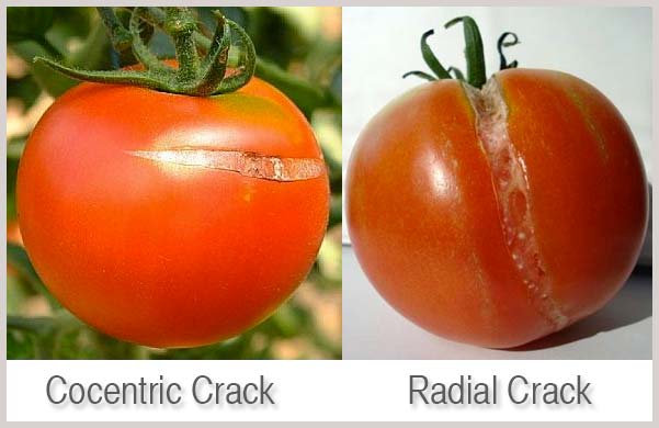 tomat-retak