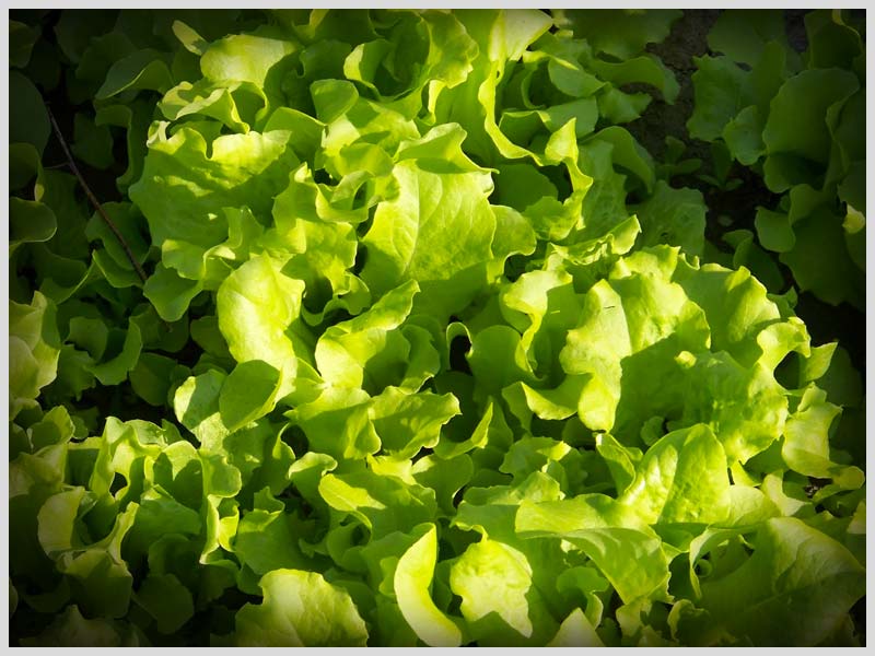 black-seeds-simpson-lettuce