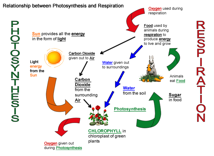 photosynthesis-respiration-chart