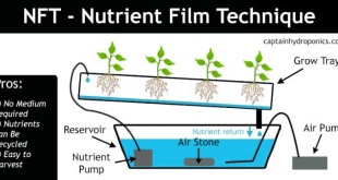 nft-nutrient-film-technique