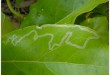 leaf-miner-leaf
