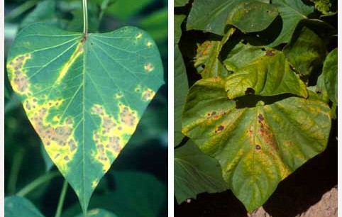 copper-deficiency-leaves