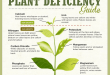 simple-plant-deficiency-guide