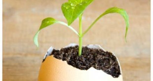 5-ways-to-use-egg-shell