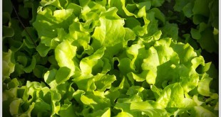 black-seeds-simpson-lettuce