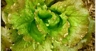 bitter-lettuce